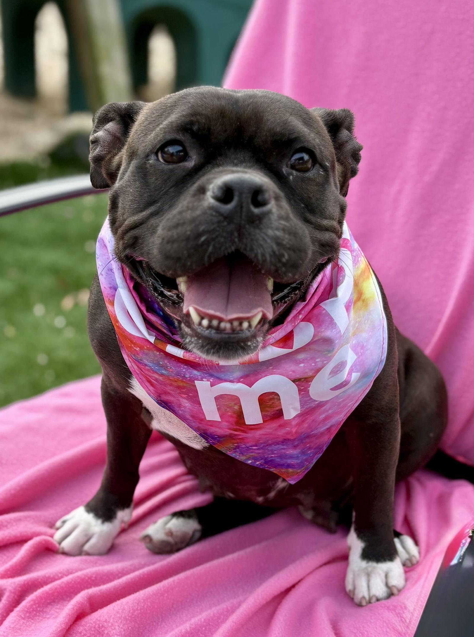 Enlarge Cassie, a Adoptable American Bulldog in Spring Lake, NJ image 2/3
