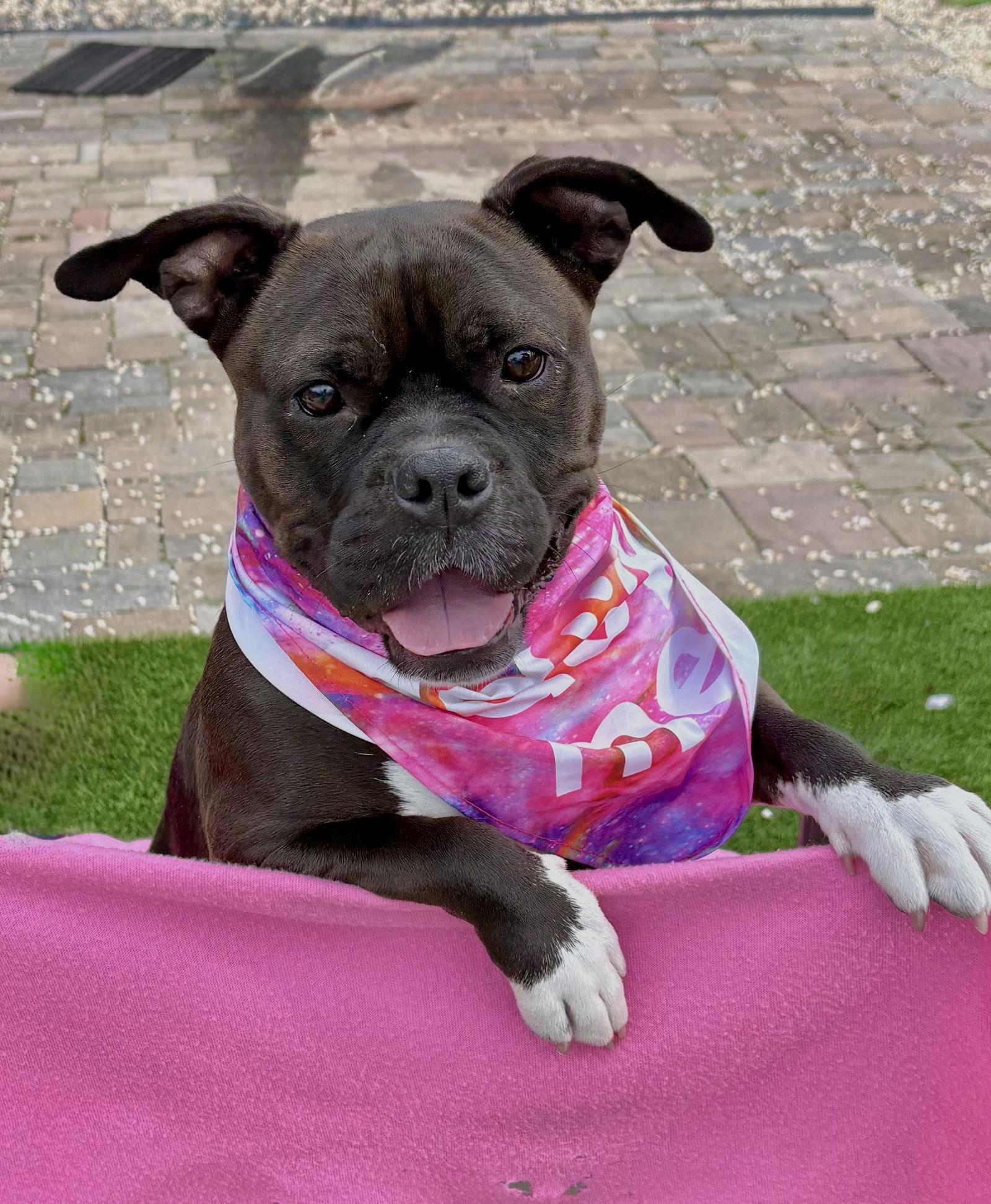Enlarge Cassie, a Adoptable American Bulldog in Spring Lake, NJ image 3/3
