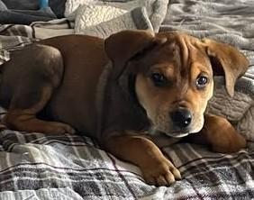 Keith, a Adoptable Mixed Breed in Chino valley, AZ image 1/2