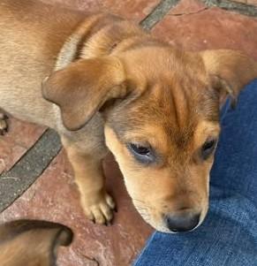 Keith, a Adoptable Mixed Breed in Chino valley, AZ image 2/2