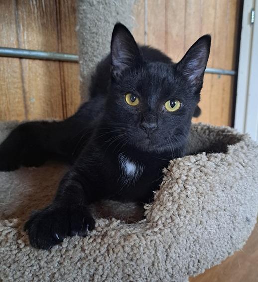 Tiana, adopted, Young Female Domestic Short Hair.