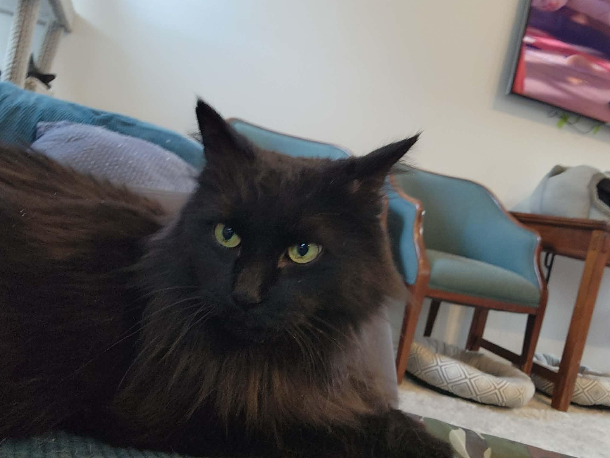 Josephine, adoptable, Adult Female Domestic Long Hair.