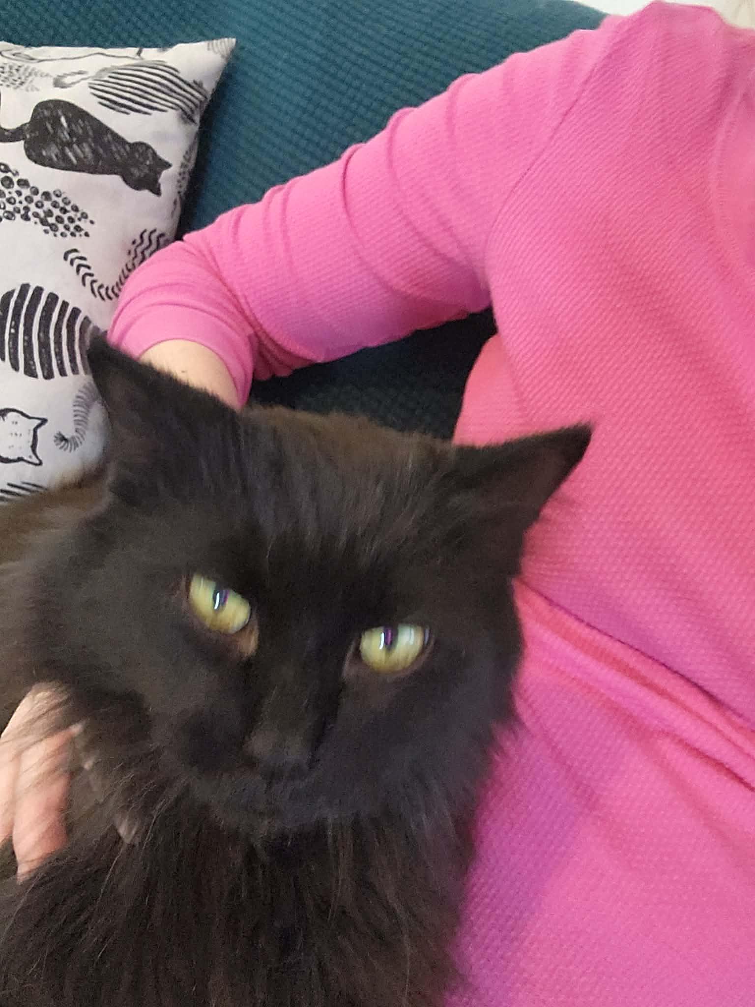 Josephine, an adoptable Domestic Long Hair in Stevensville, ON image 2/2