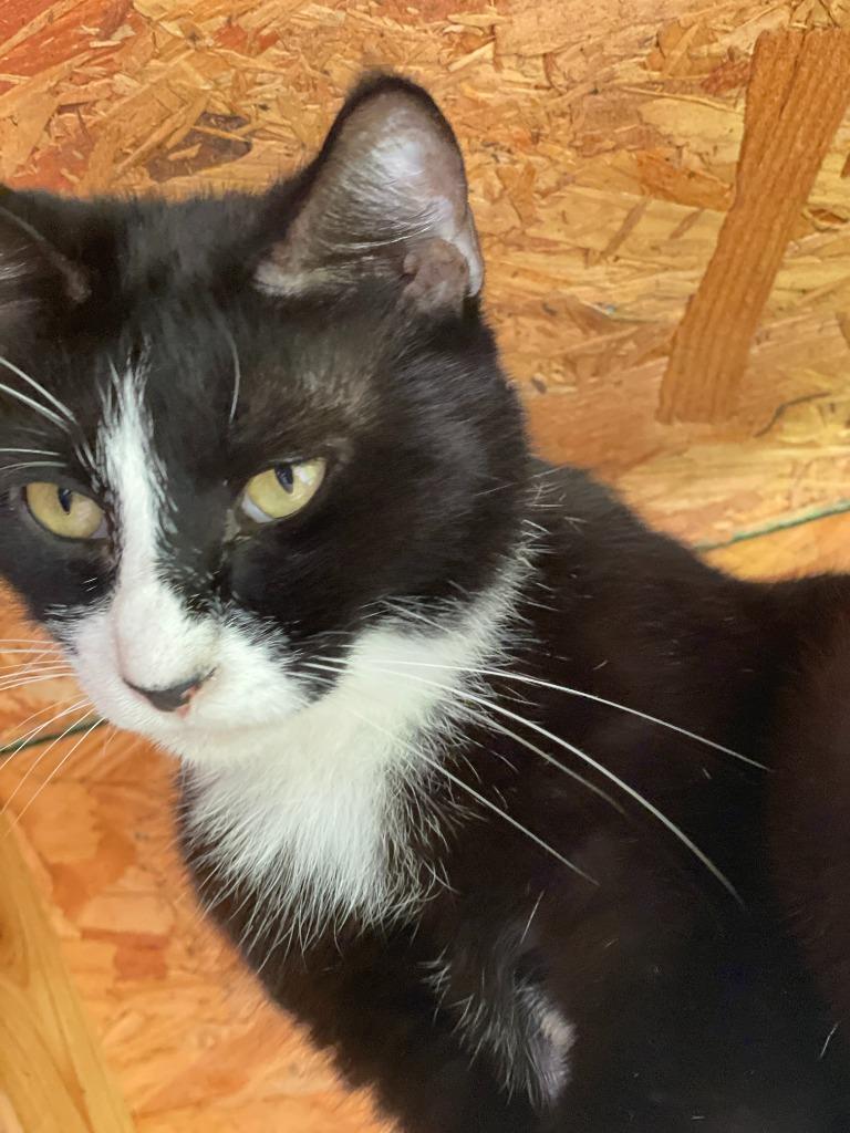 Oreo, a Adoptable mixed breed in New Braunfels, TX image 1/6