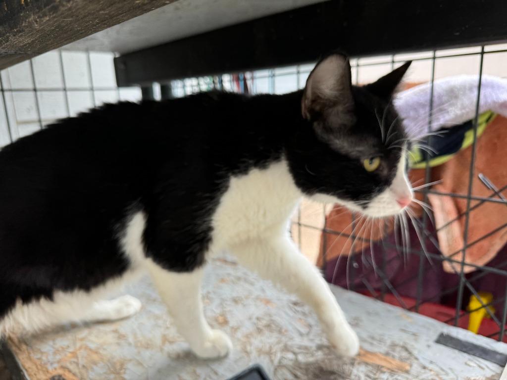 Oreo, a Adoptable mixed breed in New Braunfels, TX image 4/6