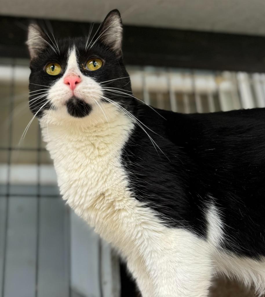 Oreo, a Adoptable mixed breed in New Braunfels, TX image 5/6