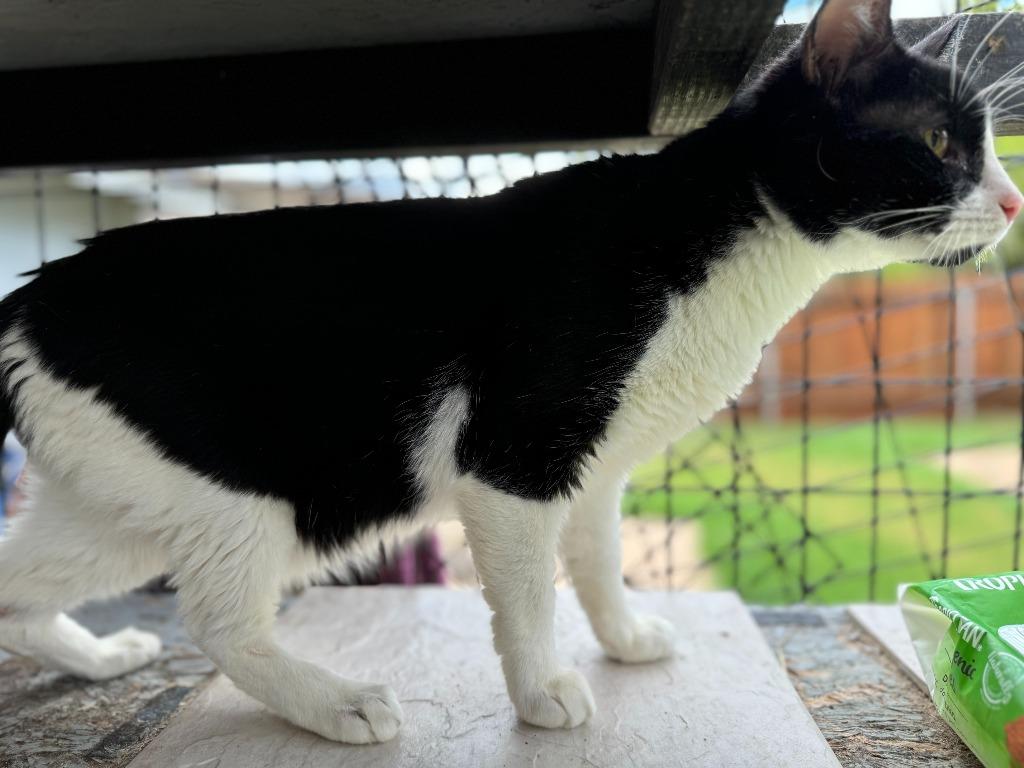 Oreo, a Adoptable mixed breed in New Braunfels, TX image 6/6