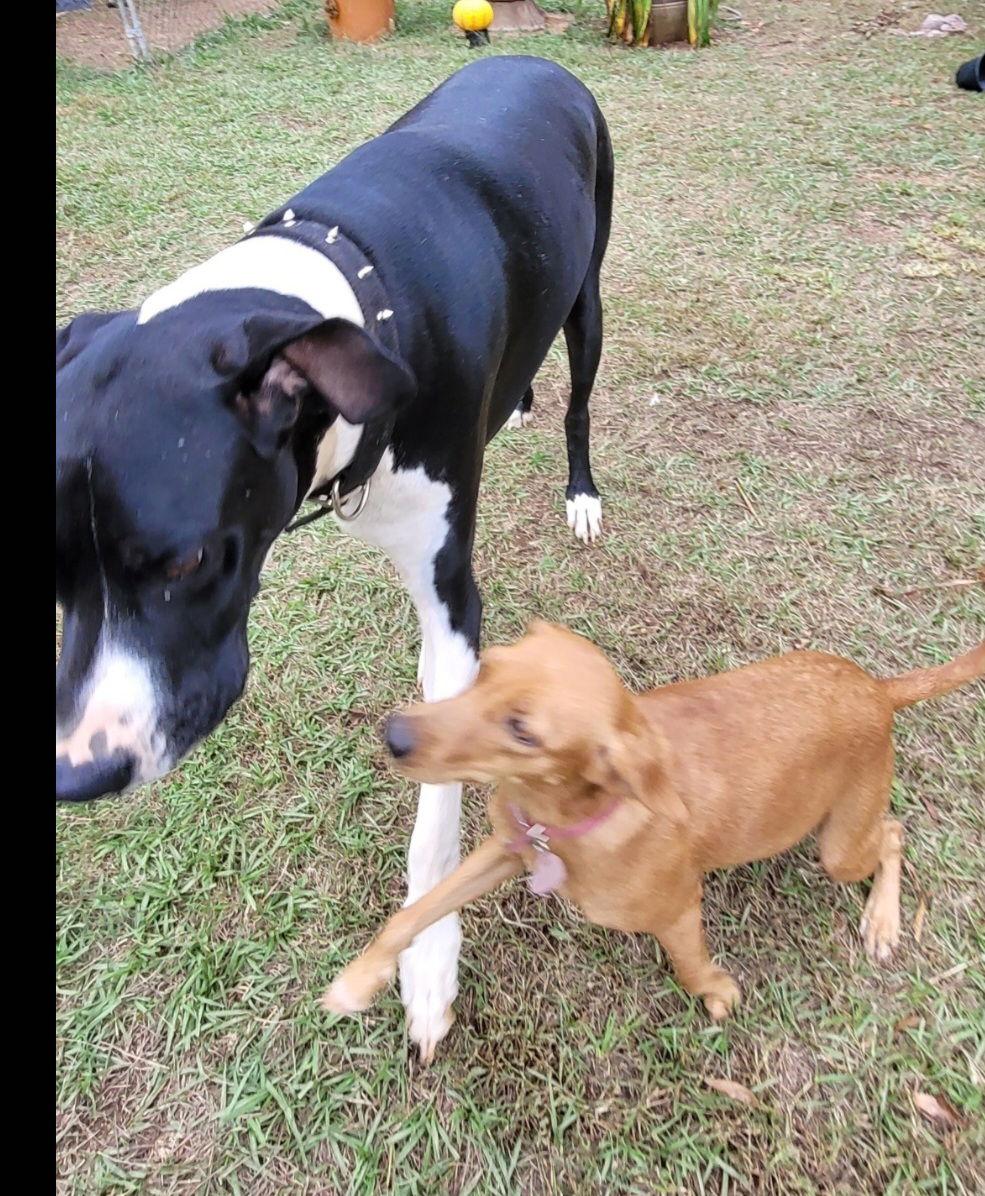 Penny, Adoptable, Adult Female Dachshund & Labrador Retriever.