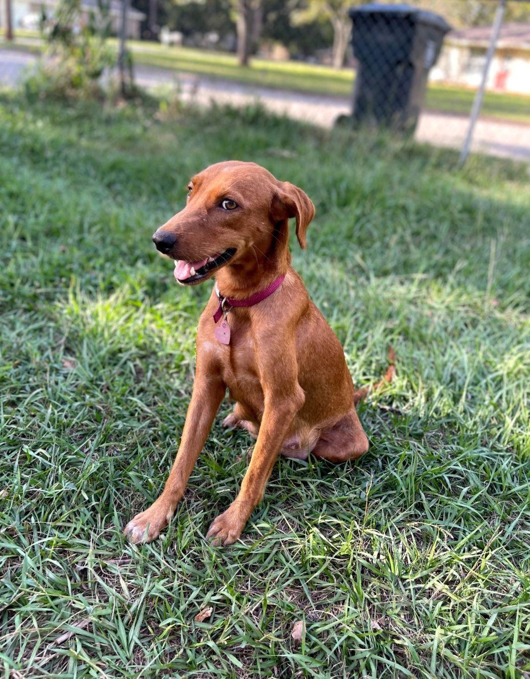 Penny, a Adoptable mixed breed in Sanford, FL image 2/3