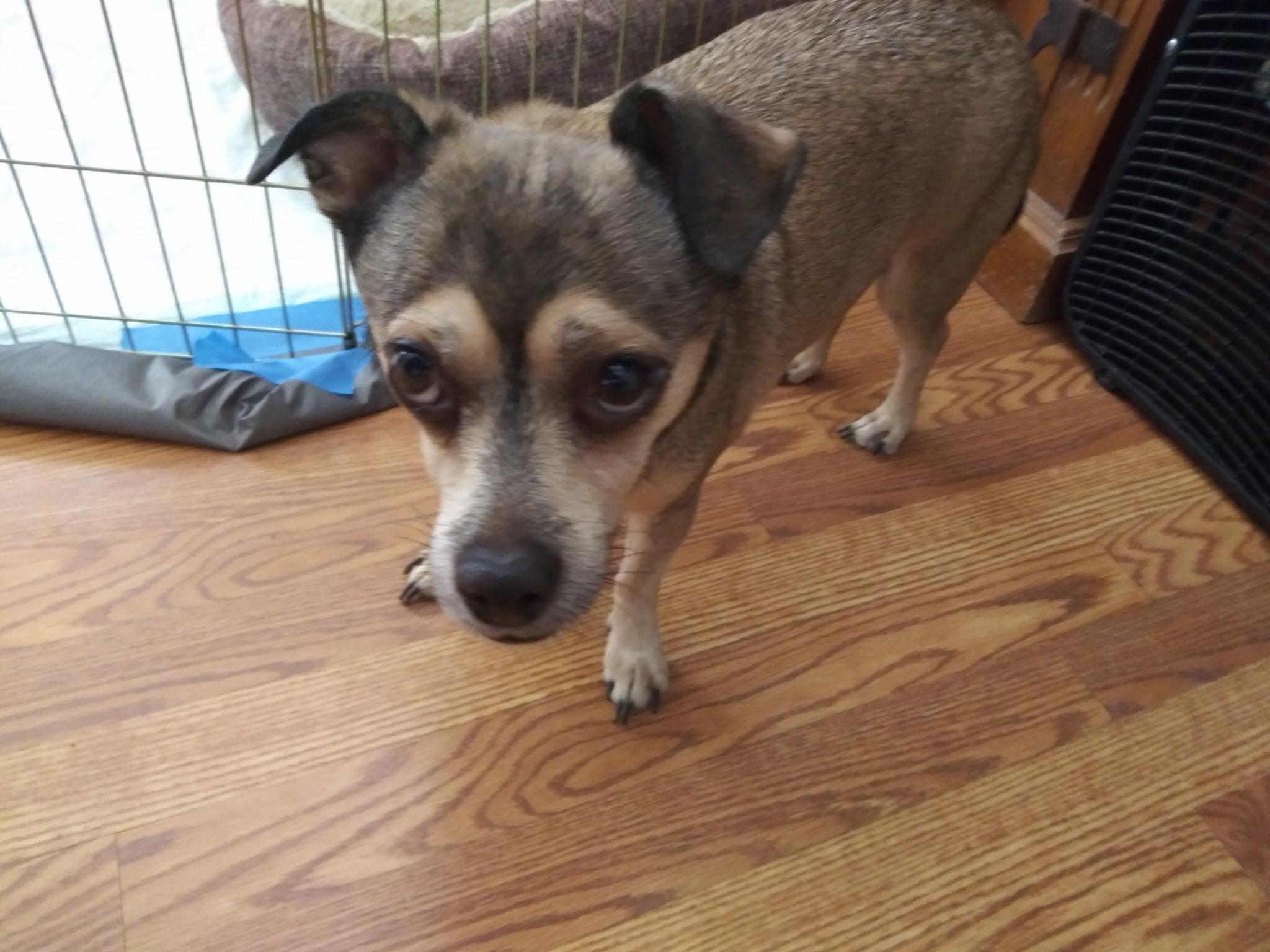 Enlarge Sammy, a Adoptable mixed breed in Yarnell, AZ image 1/4