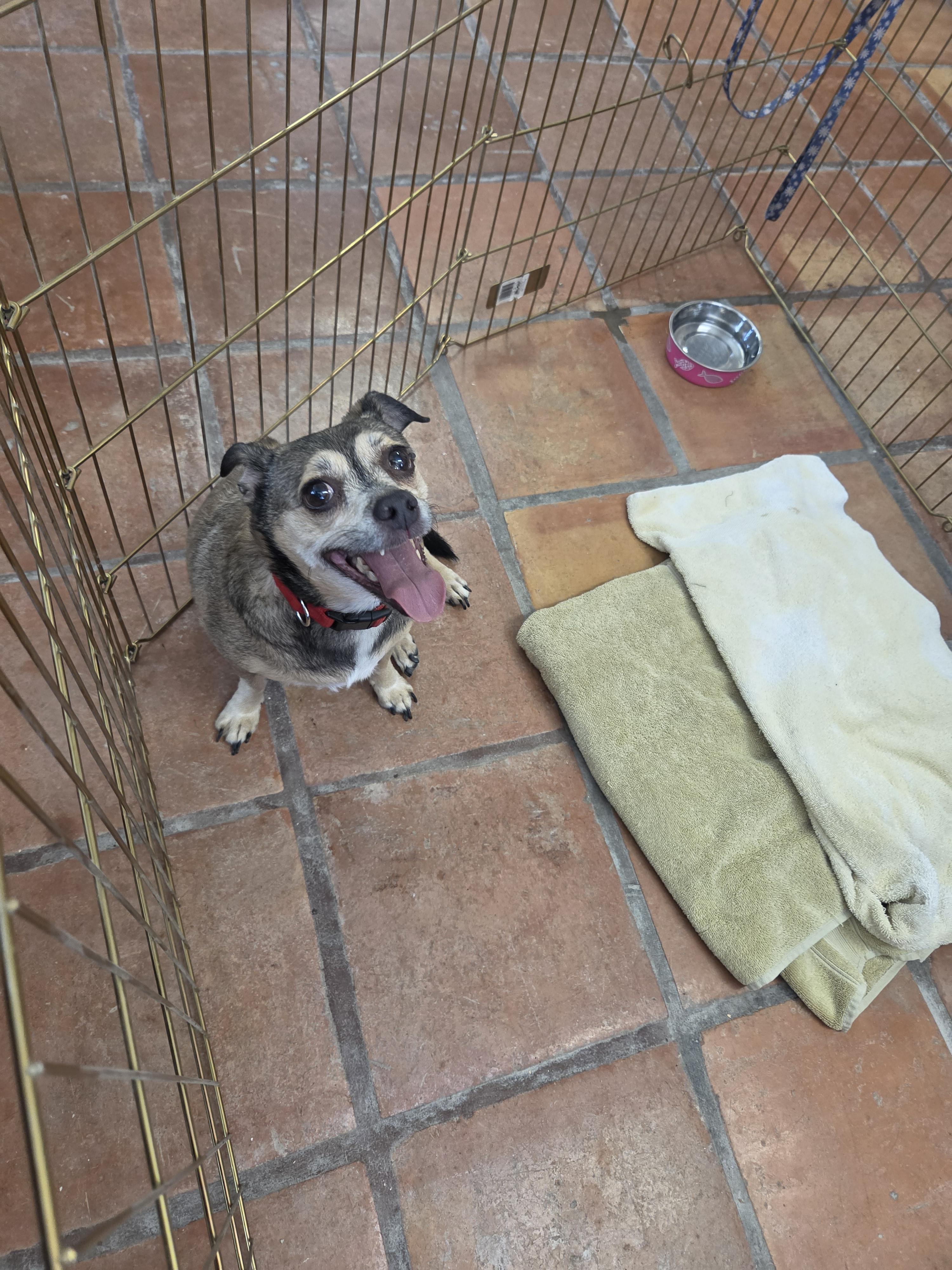 Enlarge Sammy, a Adoptable mixed breed in Yarnell, AZ image 4/4
