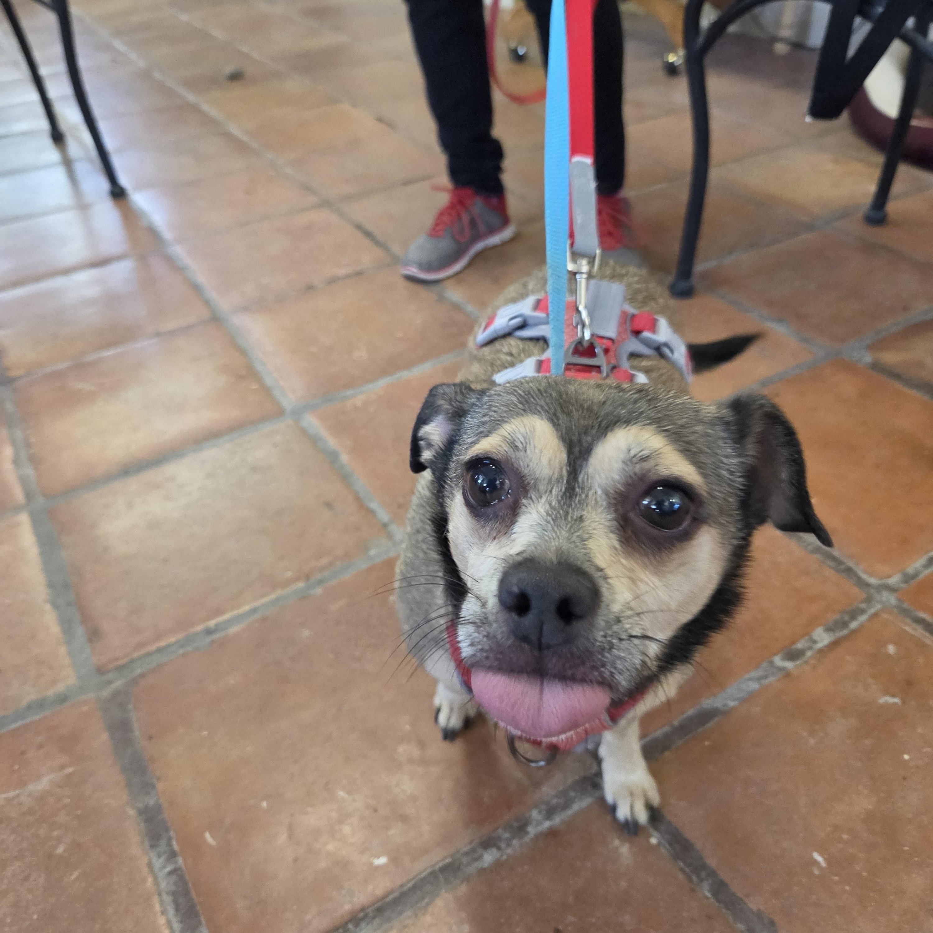 Enlarge Sammy aka Pickles, a Adoptable mixed breed in Yarnell, AZ image 1/6