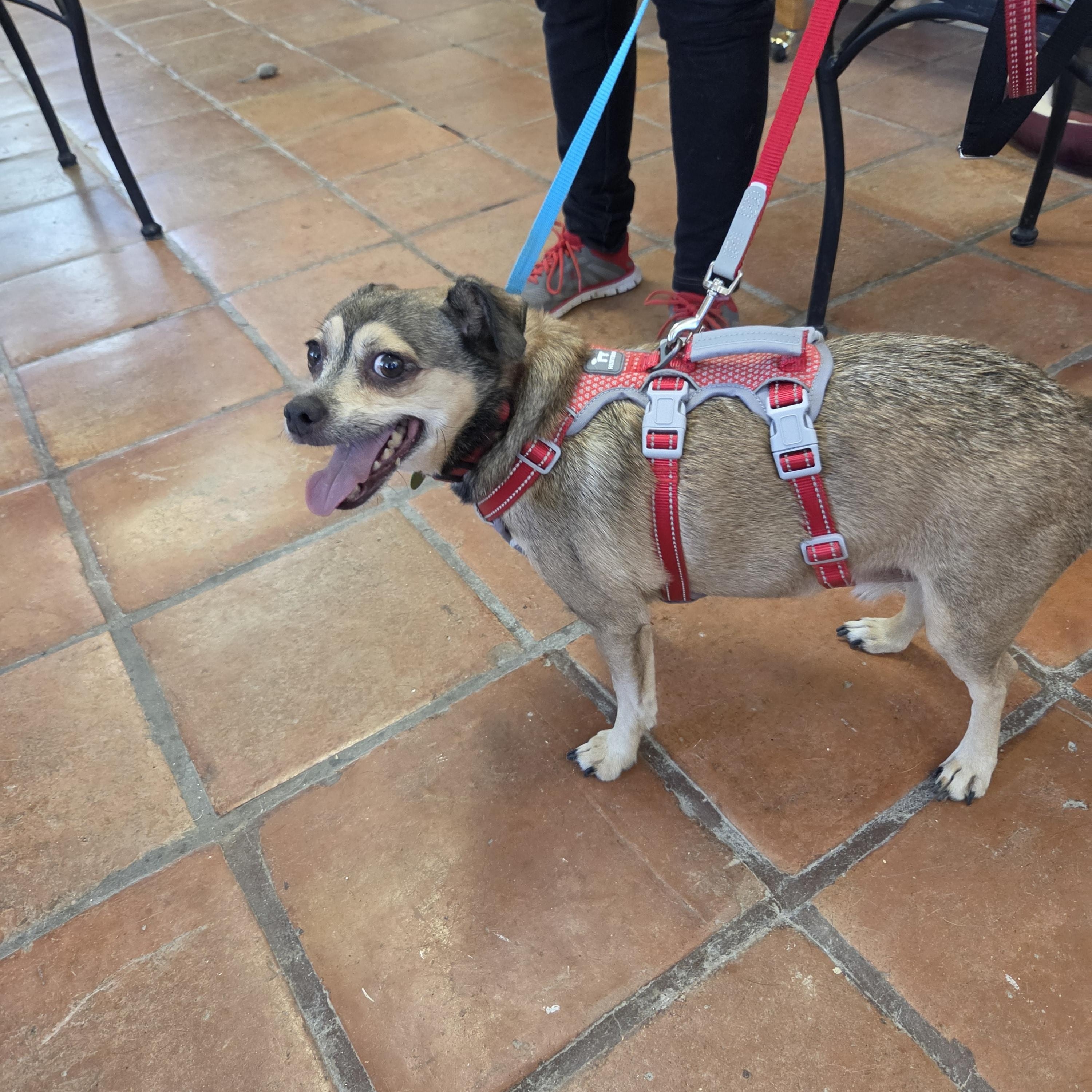 Enlarge Sammy aka Pickles, a Adoptable mixed breed in Yarnell, AZ image 6/6