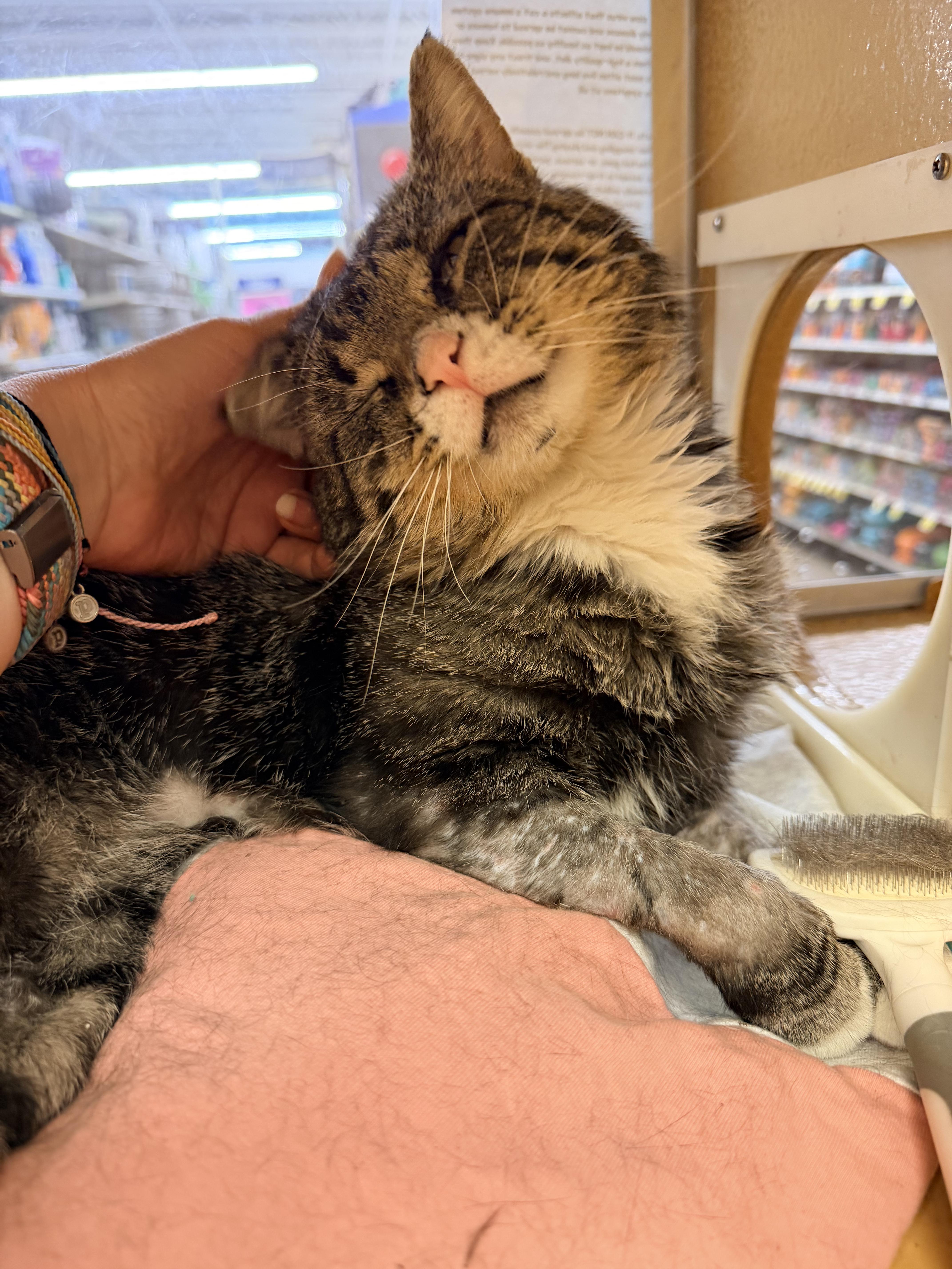 Enlarge Oliver, a Adoptable mixed breed in Albuquerque, NM image 5/6