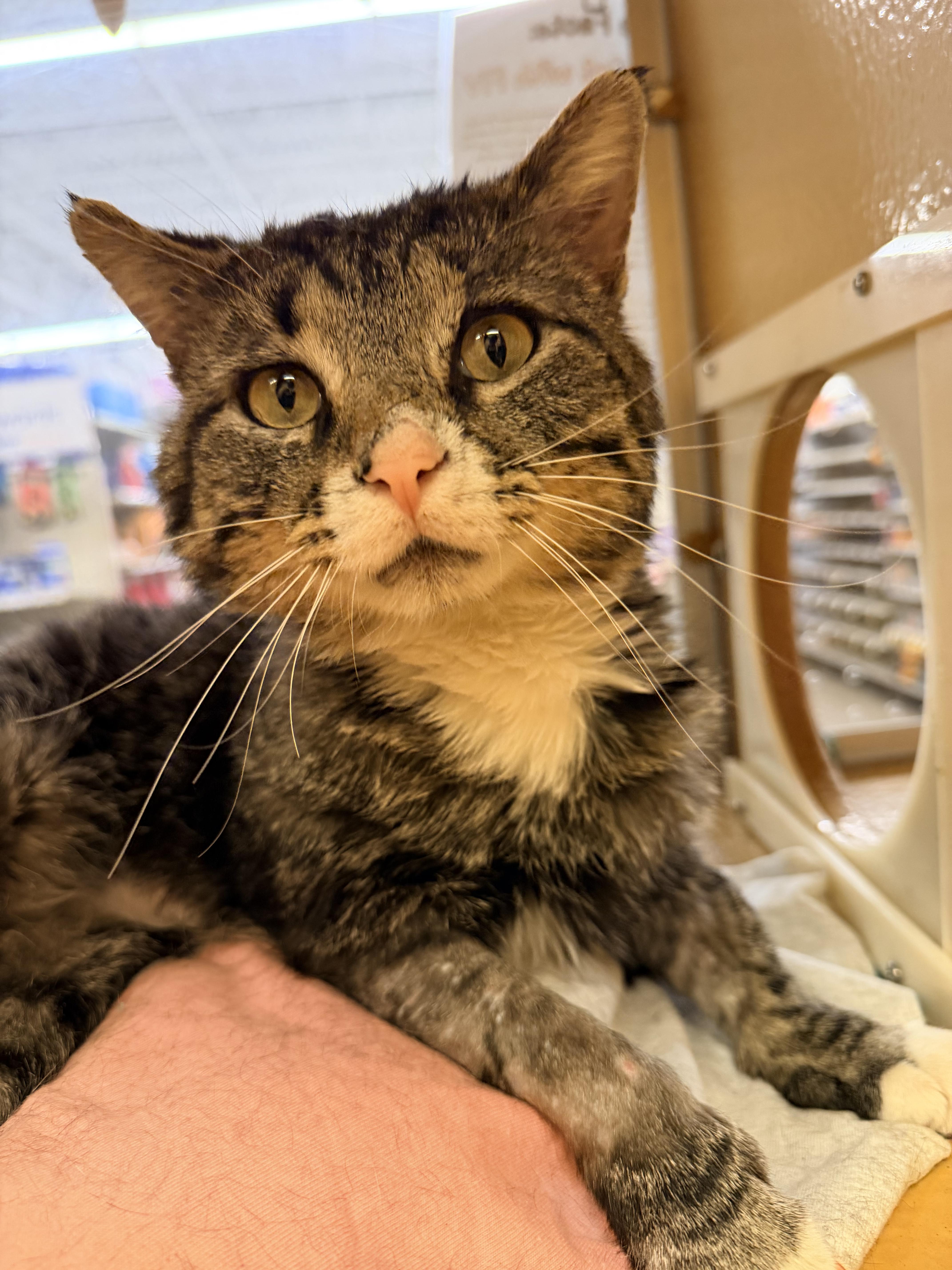 Oliver, Adoptable, Adult Male Tabby.