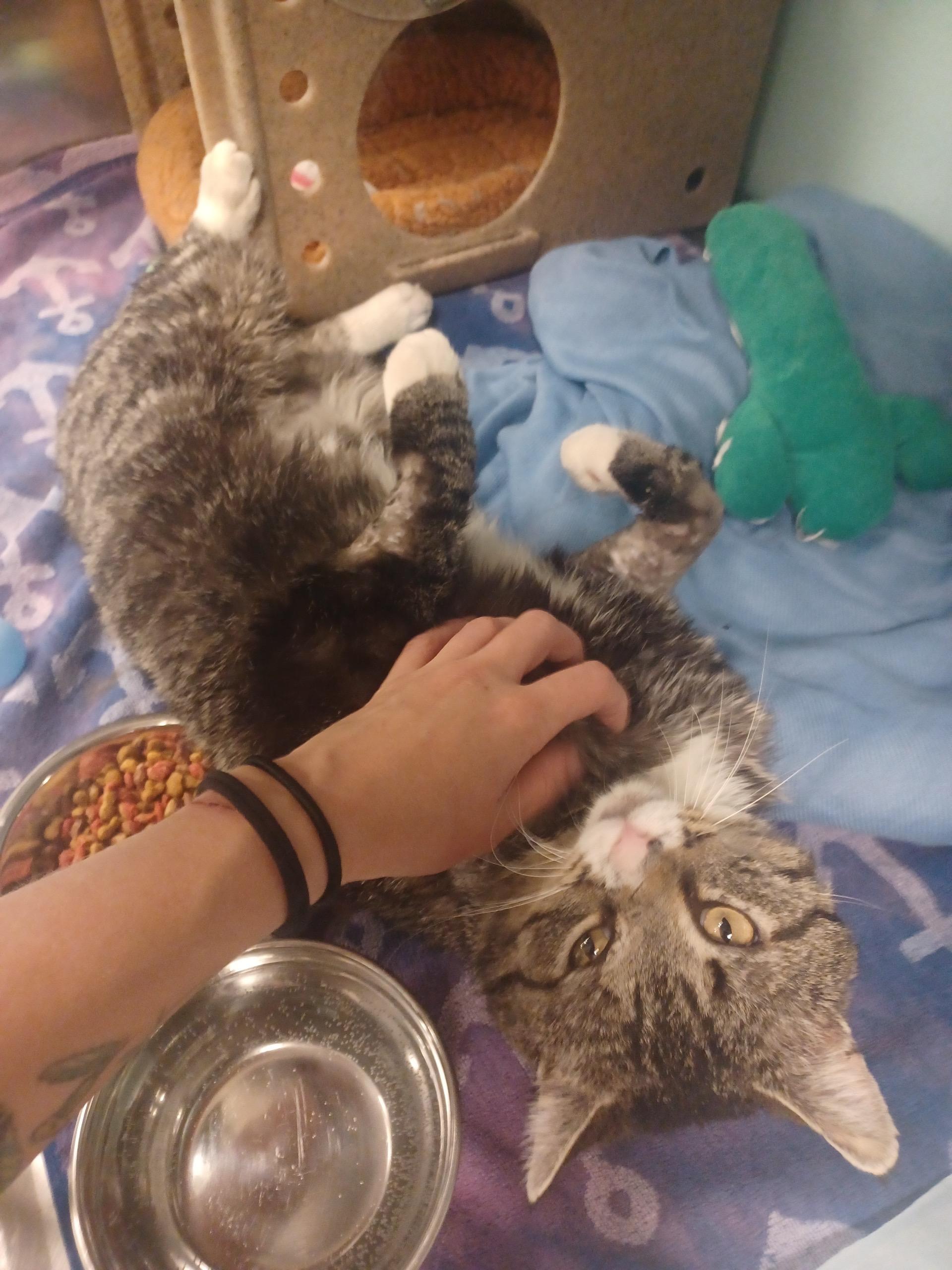 Enlarge Oliver, a Adoptable mixed breed in Albuquerque, NM image 2/6