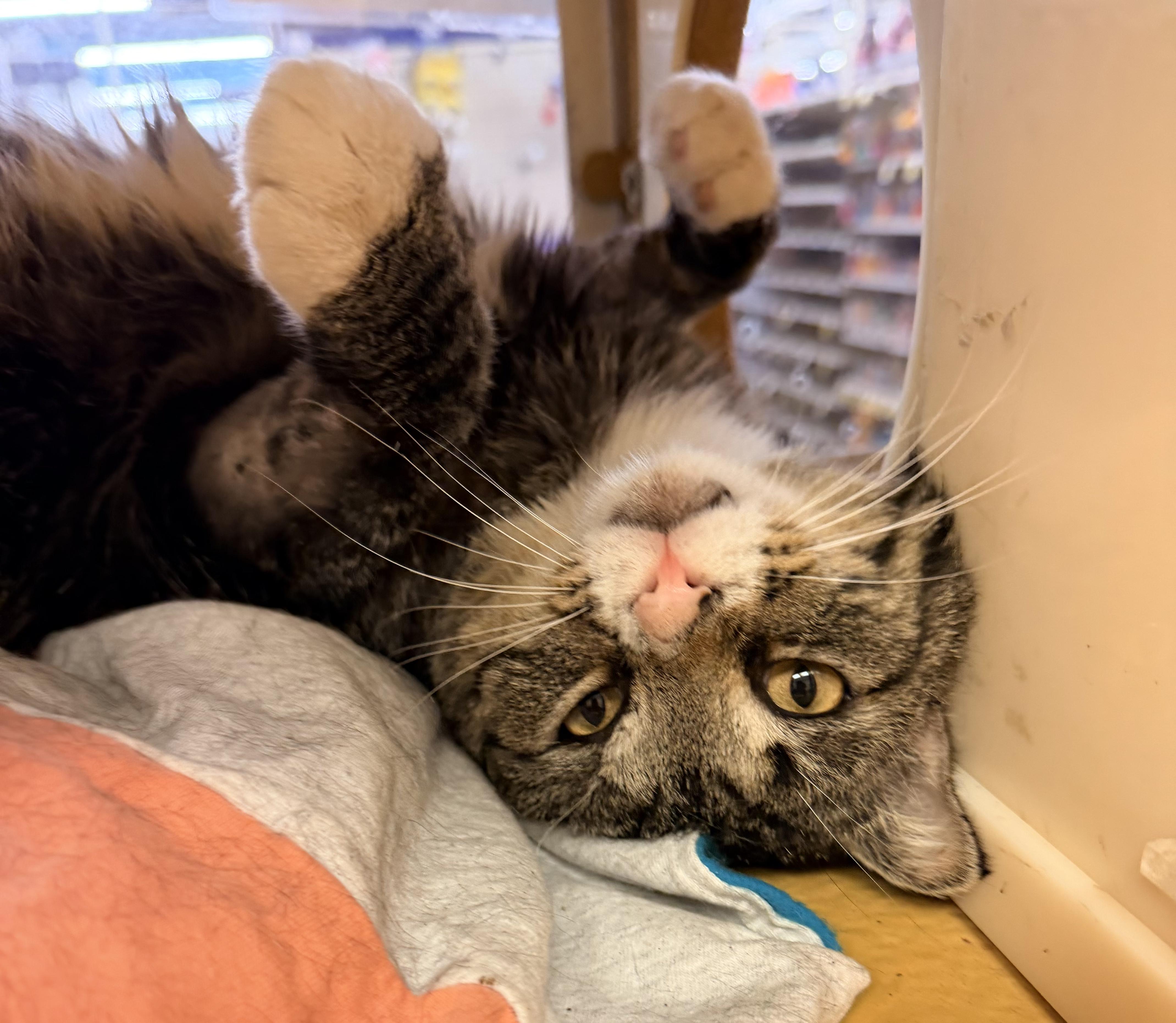Enlarge Oliver, a Adoptable mixed breed in Albuquerque, NM image 6/6
