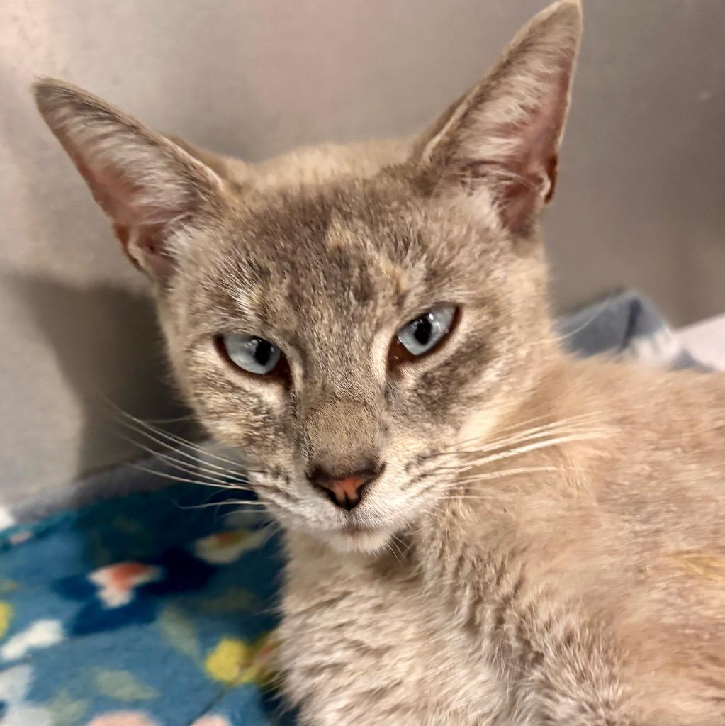Enlarge (P) Paris, a Adoptable Siamese in Portland, IN image 1/1