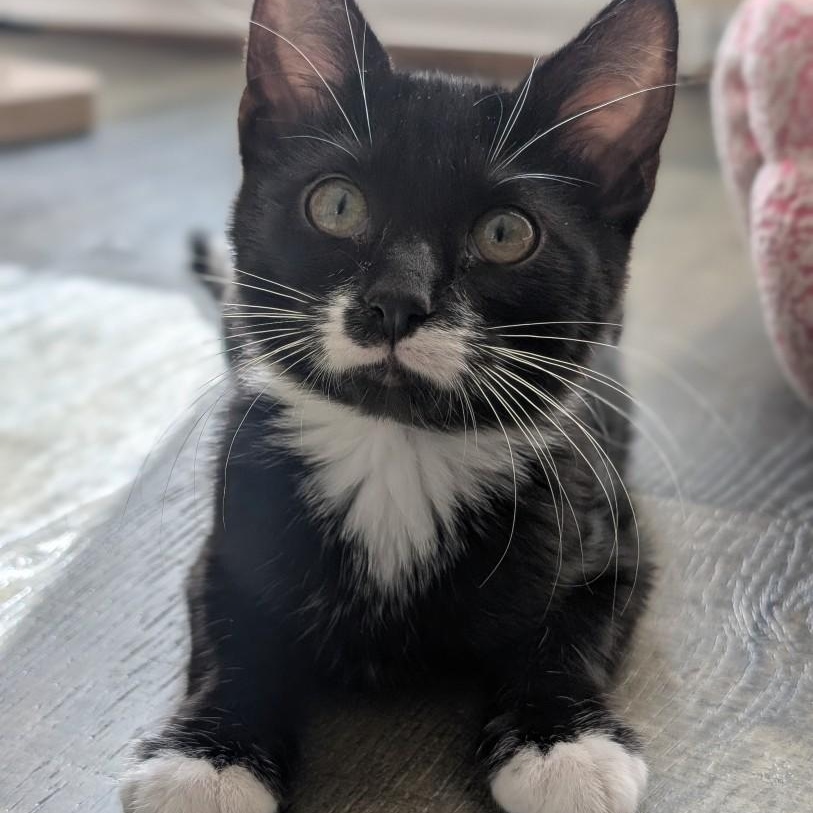 Sylvester Morley , adoptable, Kitten Male Domestic Short Hair.