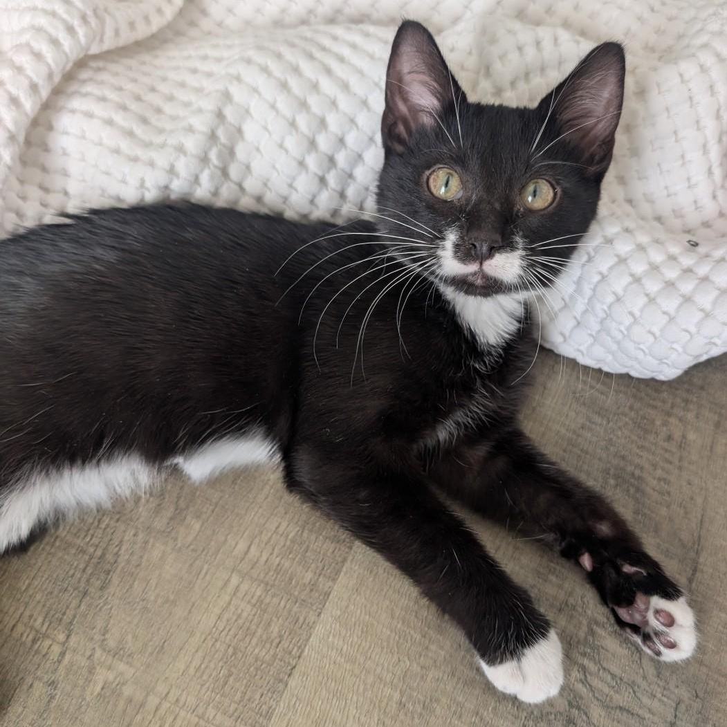 Enlarge Sylvester Morley , an adoptable mixed breed in Denver, CO image 2/3