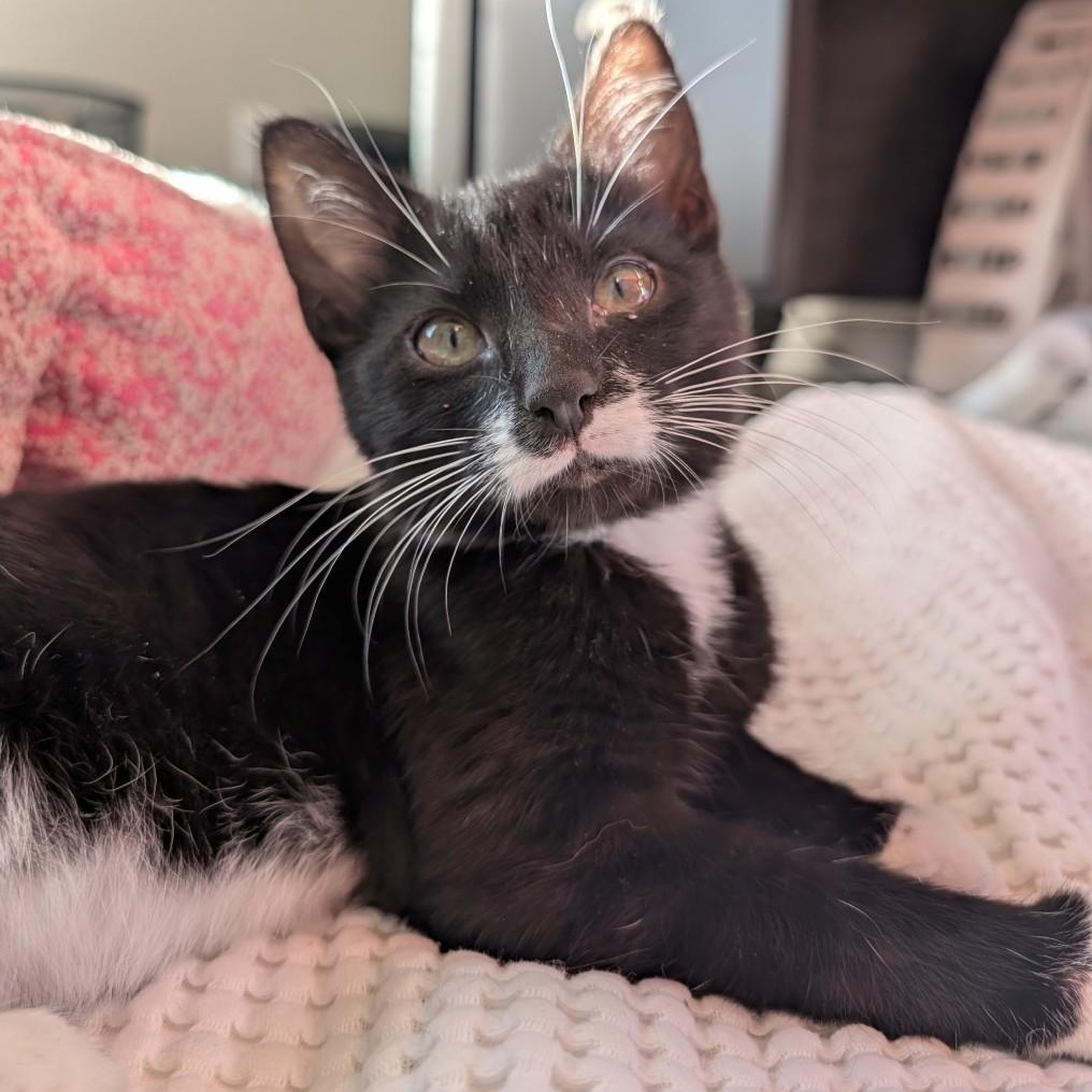 Enlarge Sylvester Morley , an adoptable mixed breed in Denver, CO image 3/3