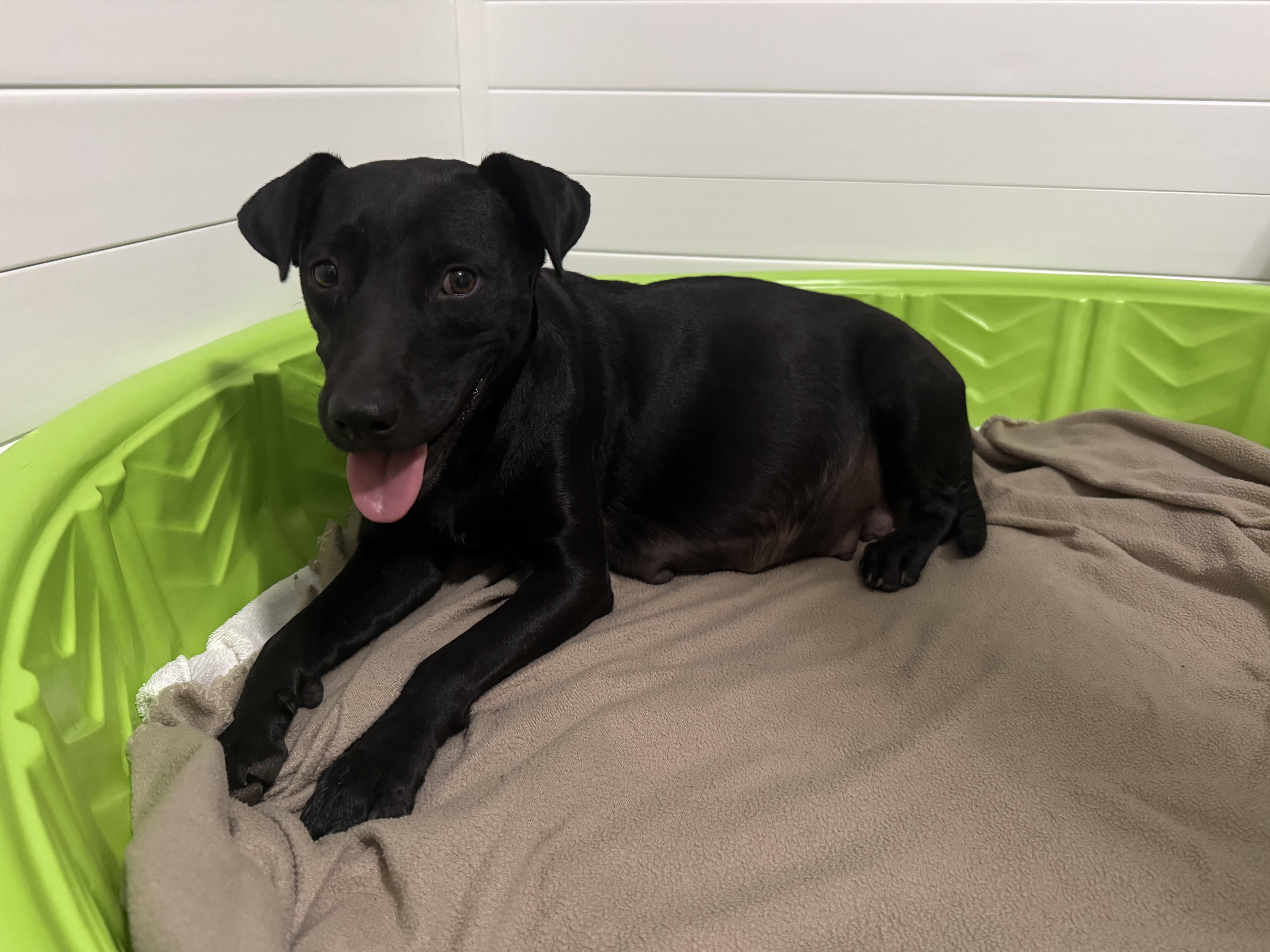 Enlarge Wednesday, a Adoptable mixed breed in PENSACOLA, FL image 2/2