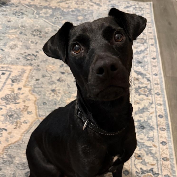 Wednesday, Adoptable, Young Female Patterdale Terrier / Fell Terrier.