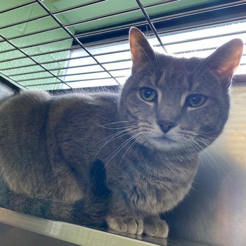 Waffle, Adoptable, Adult Female Domestic Short Hair.