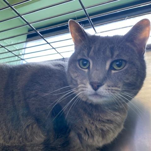 Enlarge Waffle, a Adoptable Domestic Short Hair in Dayton, OH image 2/3