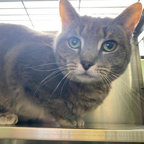 Enlarge Waffle, a Adoptable Domestic Short Hair in Dayton, OH image 3/3