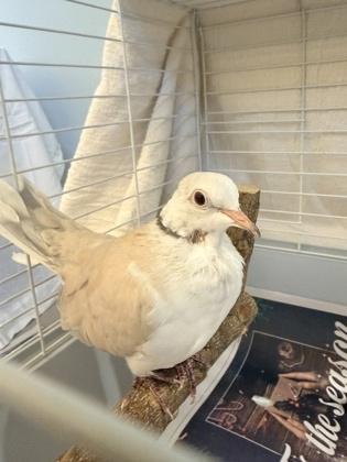 Terry, Adoptable, Adult Unknown Dove & Dove.