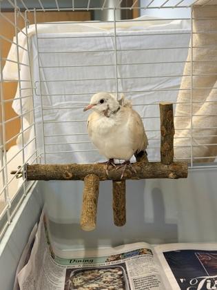 Terry, Adoptable, Adult Unknown Dove & Dove.