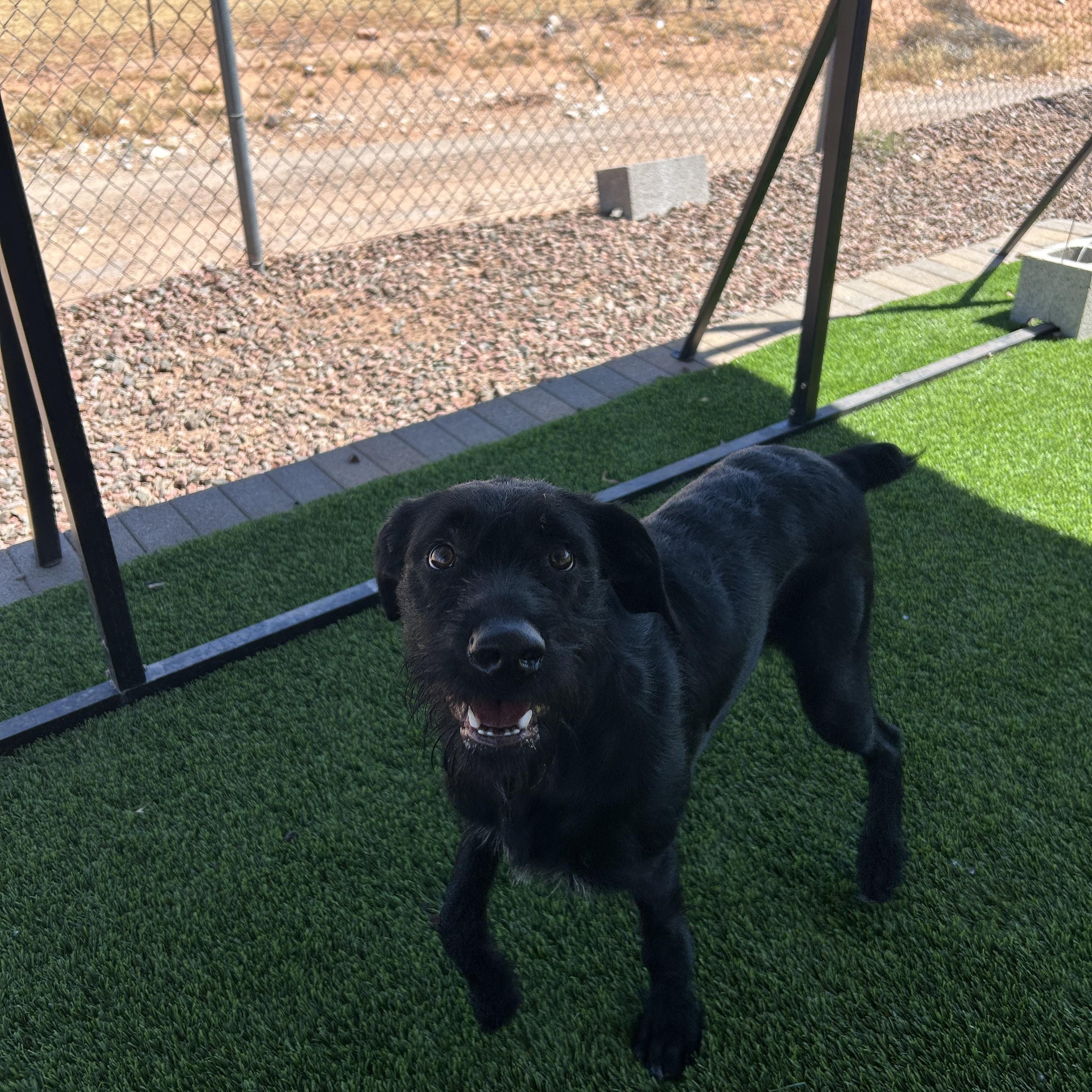 Fritz, ADOPTABLE, Young Male German Wirehaired Pointer & Schnauzer.