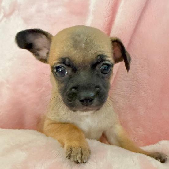 Enlarge Taquita, a Adoptable mixed breed in Sacramento, CA image 1/6