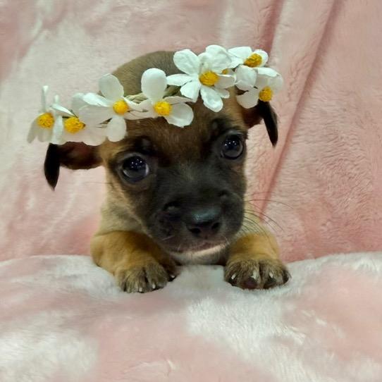 Enlarge Taquita, a Adoptable mixed breed in Sacramento, CA image 2/6