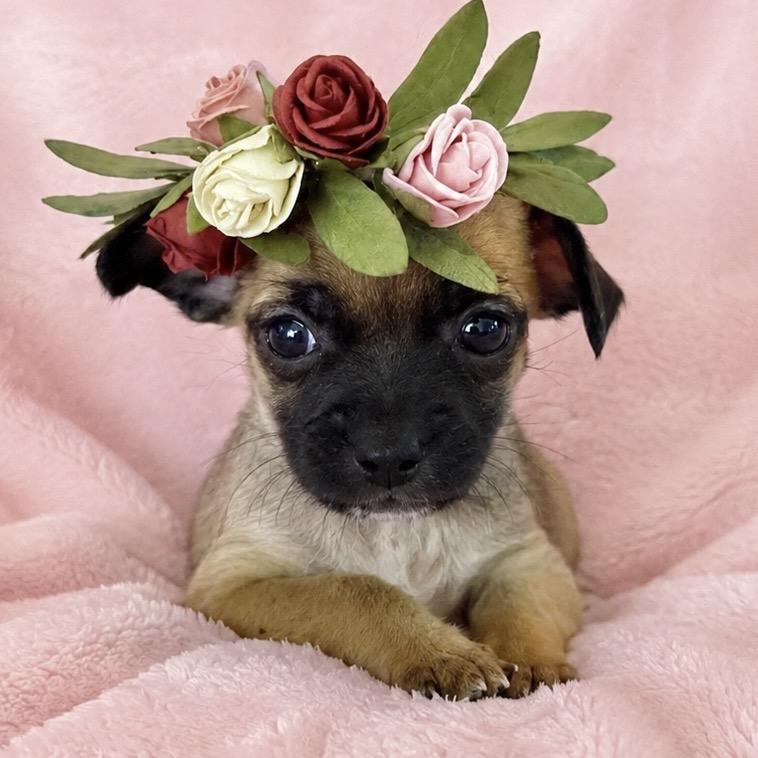 Enlarge Taquita, a Adoptable mixed breed in Sacramento, CA image 3/6