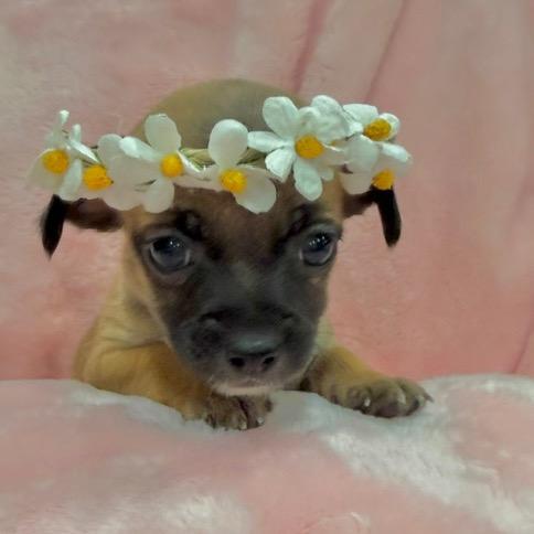 Enlarge Taquita, a Adoptable mixed breed in Sacramento, CA image 4/6