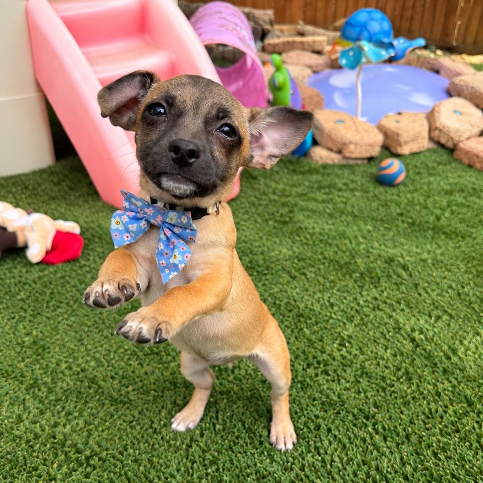 Enlarge Taquita, a Adoptable mixed breed in Sacramento, CA image 6/6