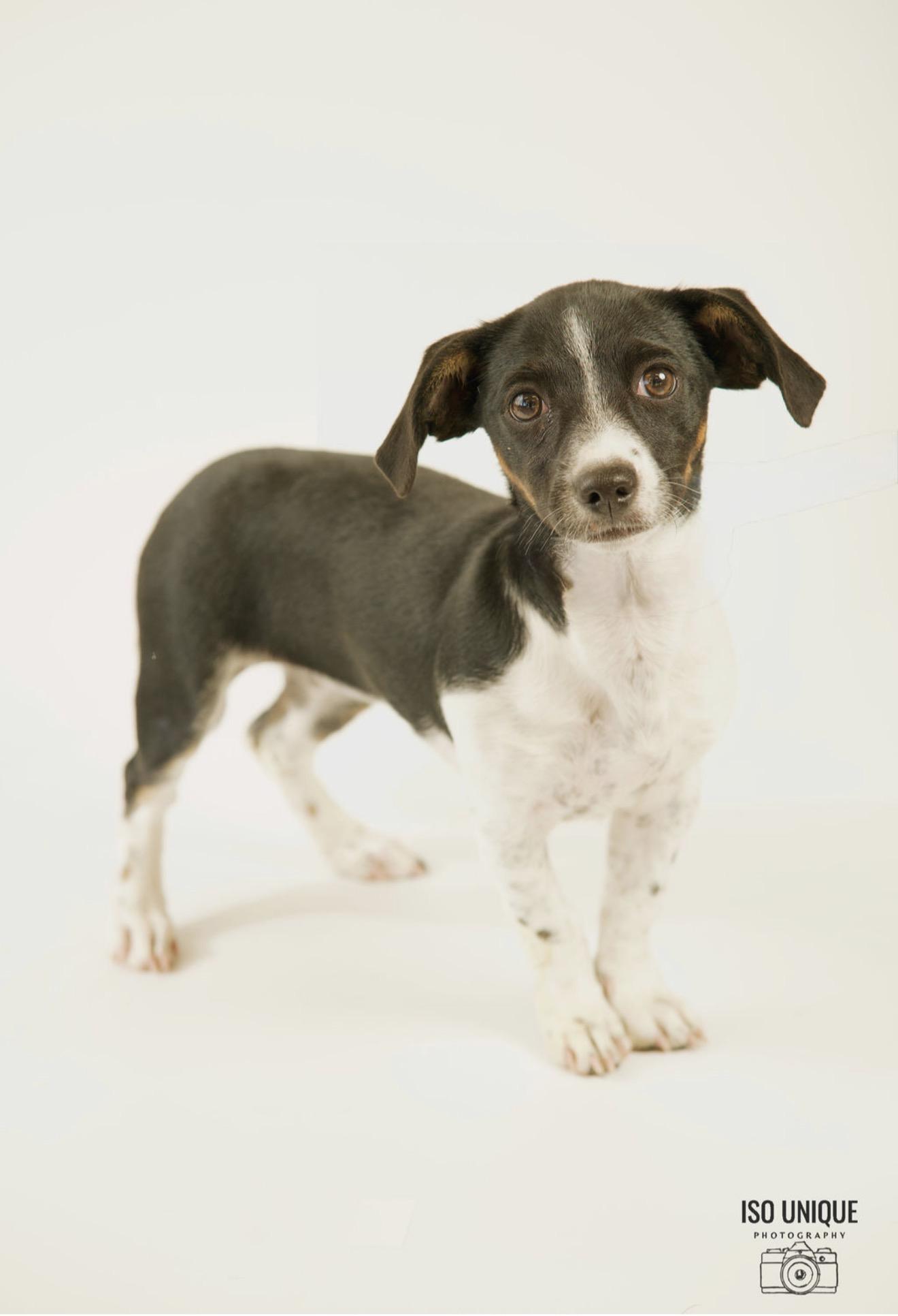 Poppyseed, adopted, Young Female Dachshund & Chihuahua.