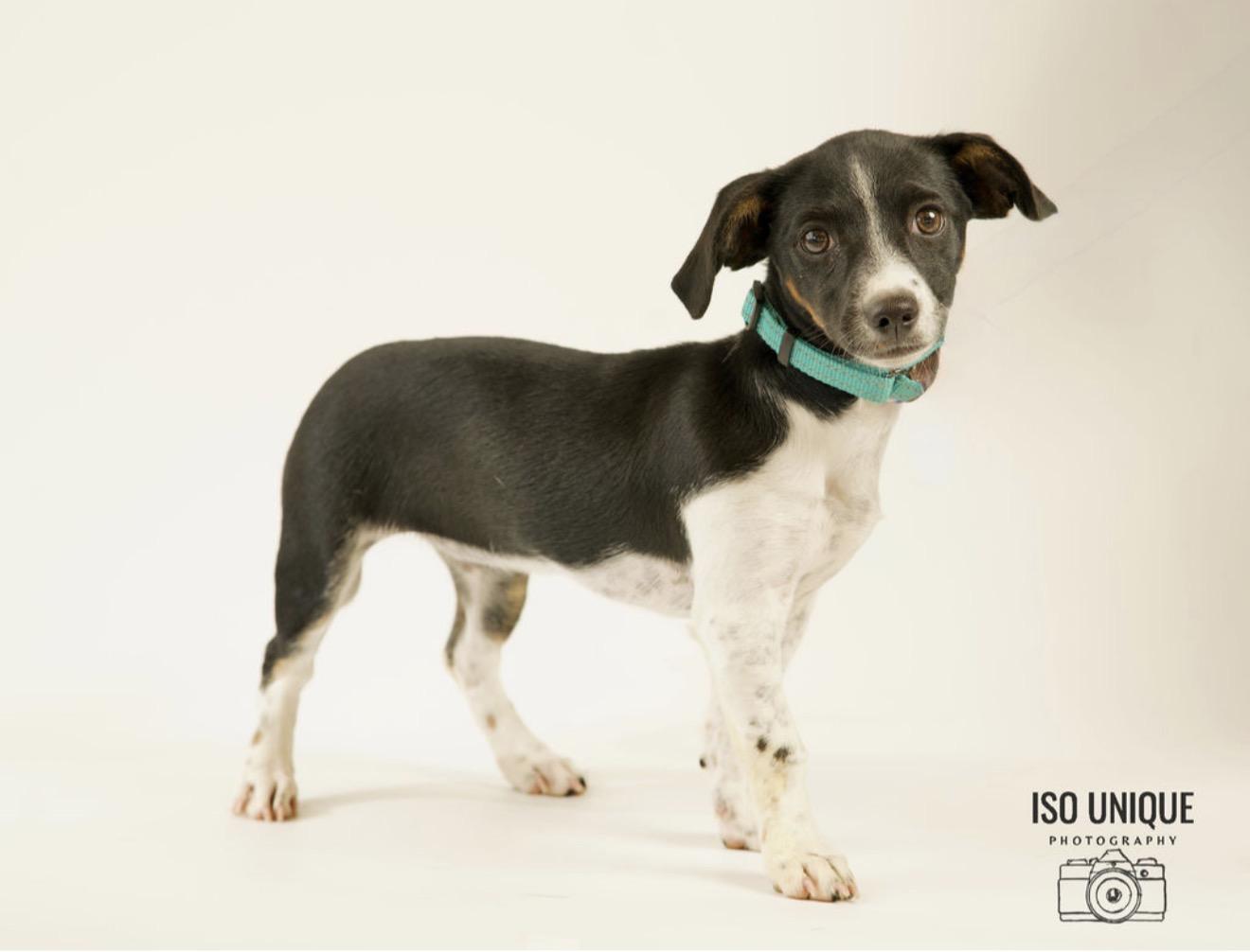 Enlarge Poppyseed, an adopted mixed breed in Green Bay, WI image 2/2