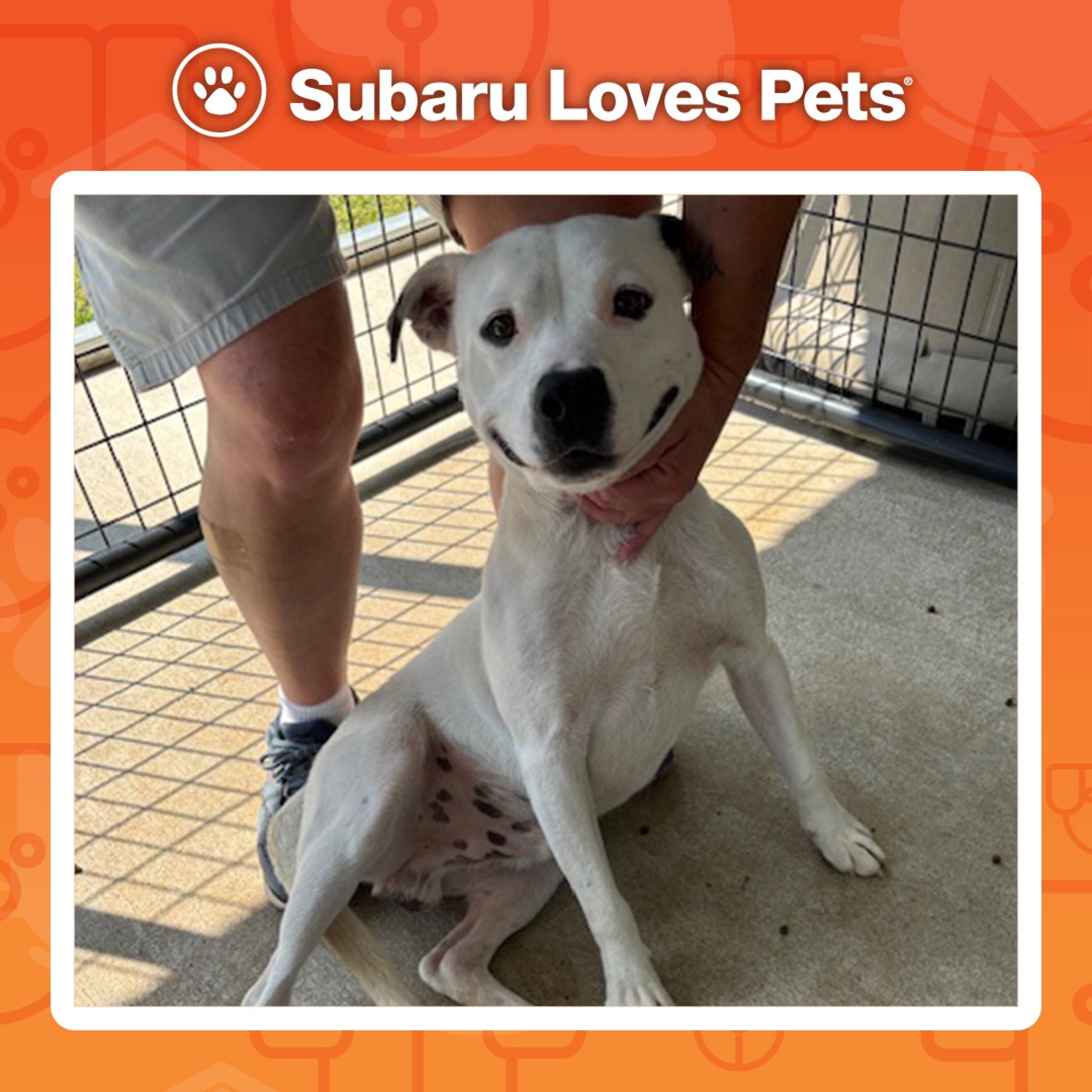 Rice, a Adoptable Terrier in Harrison, AR image 1/2