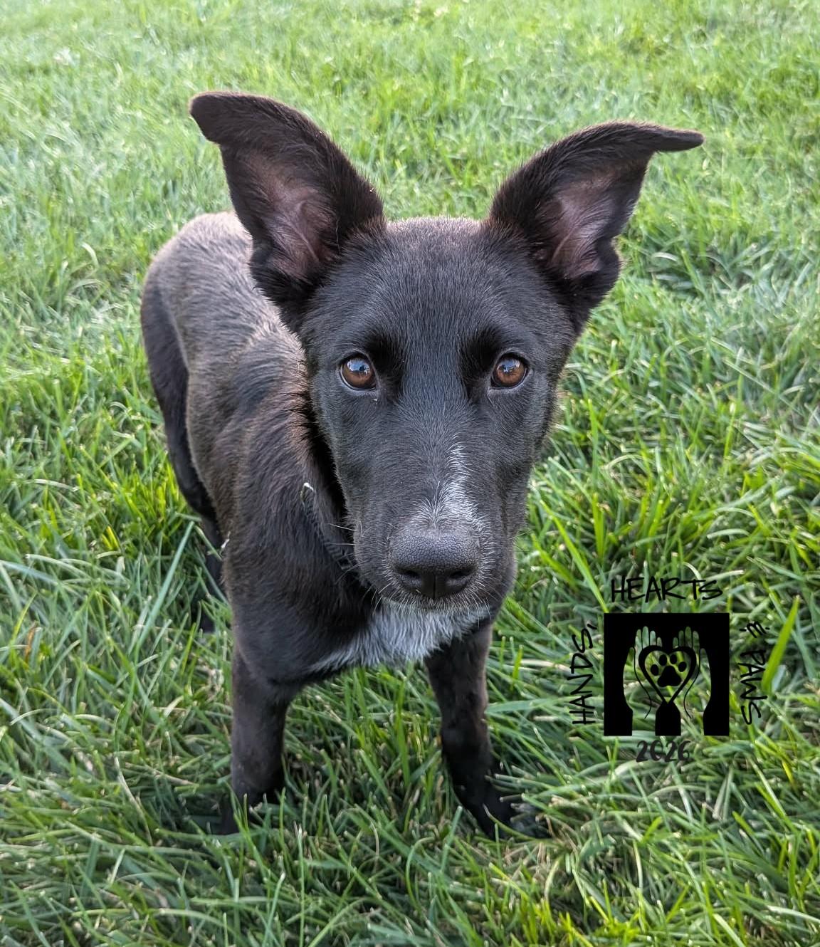 Sydelle, Adoptable, Puppy Female Shepherd.