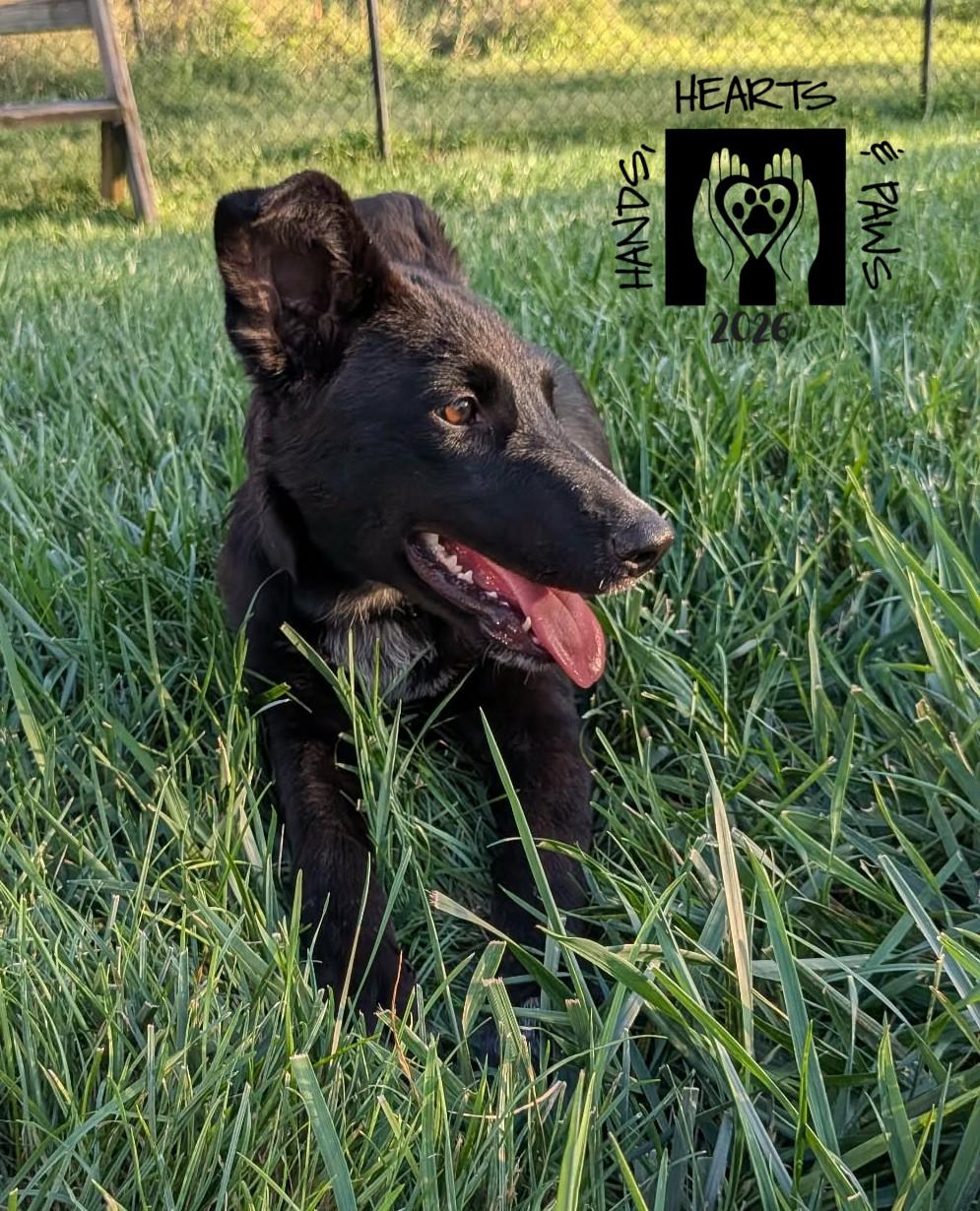 Enlarge Sydelle, a Adoptable mixed breed in Omaha, NE image 3/4