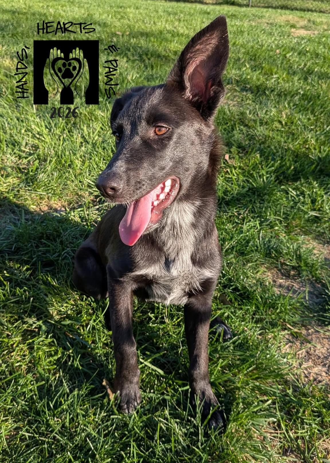 Enlarge Sydelle, a Adoptable mixed breed in Omaha, NE image 6/6
