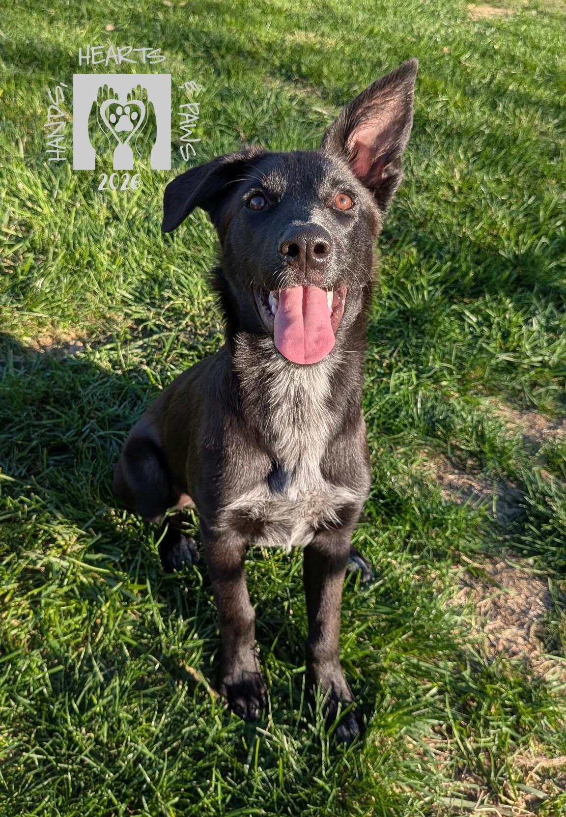 Enlarge Sydelle, a Adoptable mixed breed in Omaha, NE image 1/6