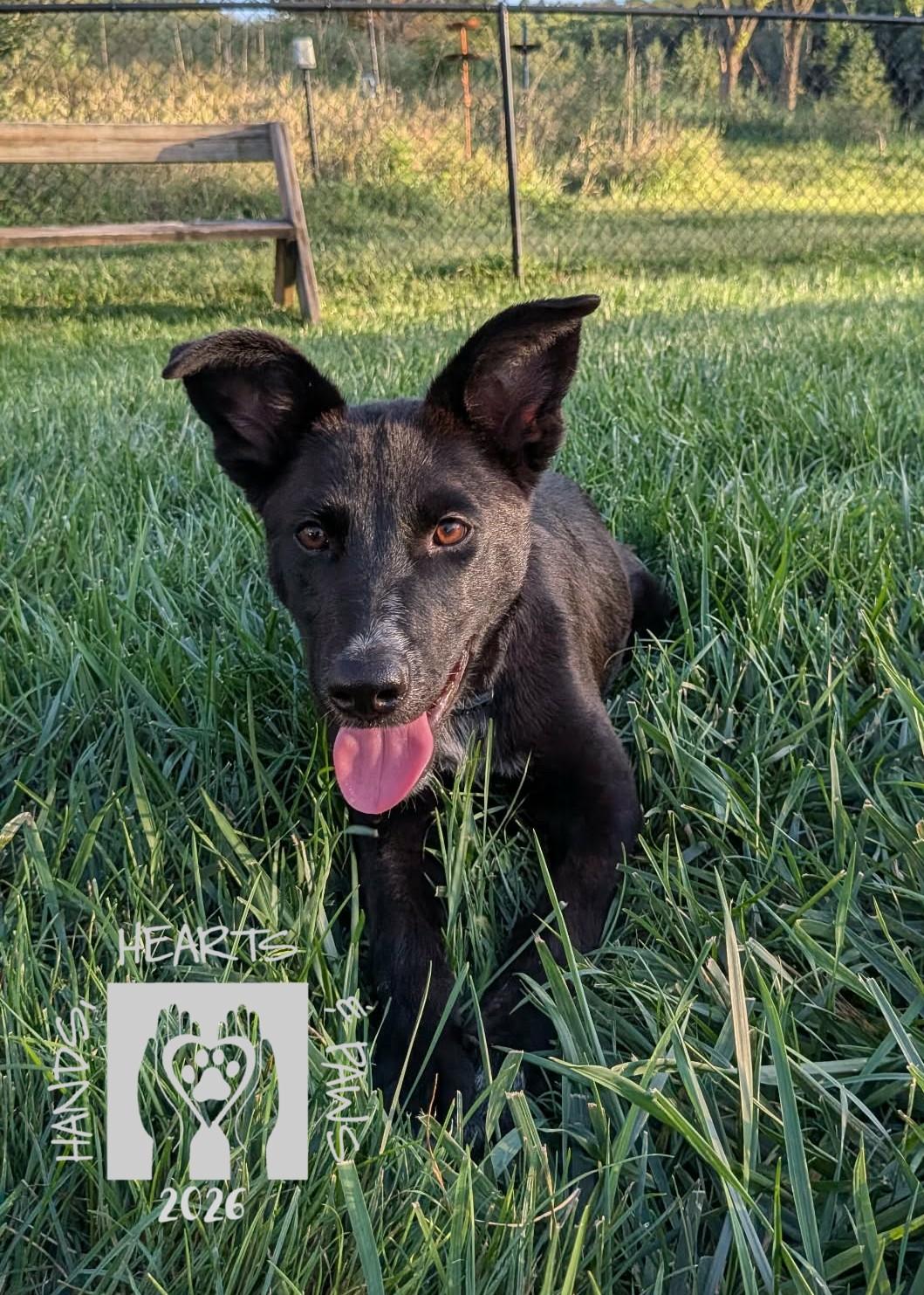 Enlarge Sydelle, a Adoptable mixed breed in Omaha, NE image 4/4