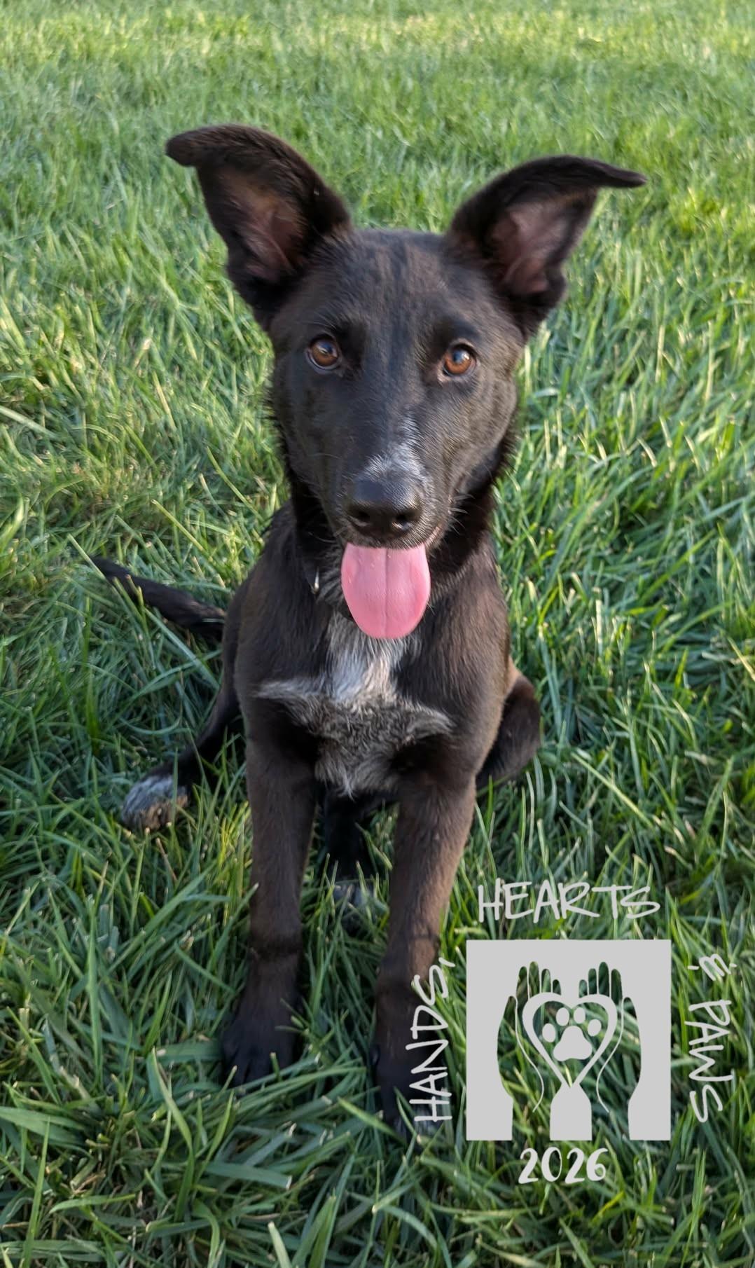 Enlarge Sydelle, a Adoptable mixed breed in Omaha, NE image 2/4