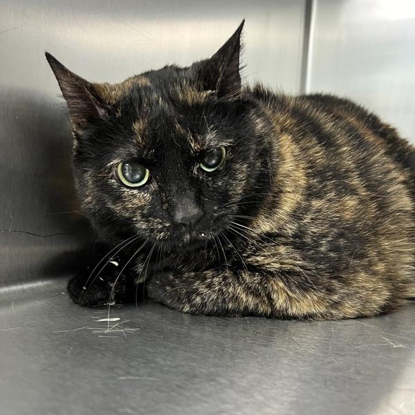 Baby Cat, Adoptable, Senior Female Domestic Short Hair.
