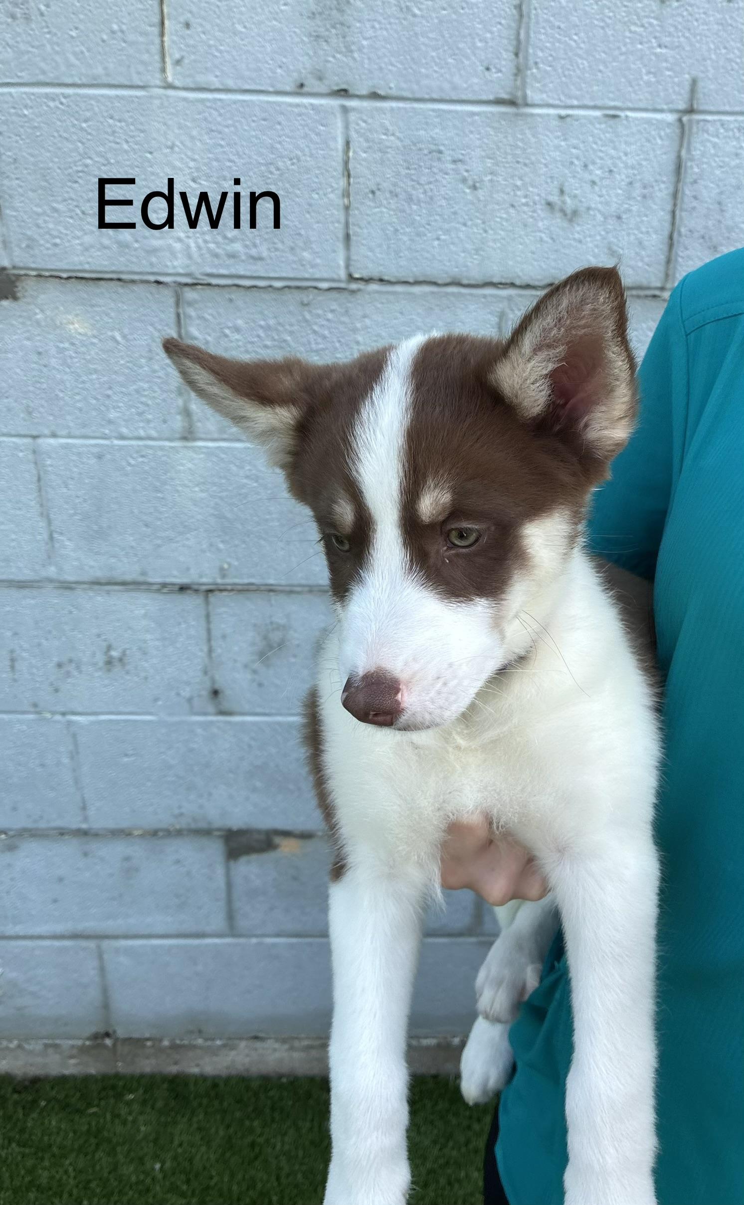 Enlarge Mabel, Fitz, Edwin, a ADOPTABLE mixed breed in Cincinnati, OH image 3/3