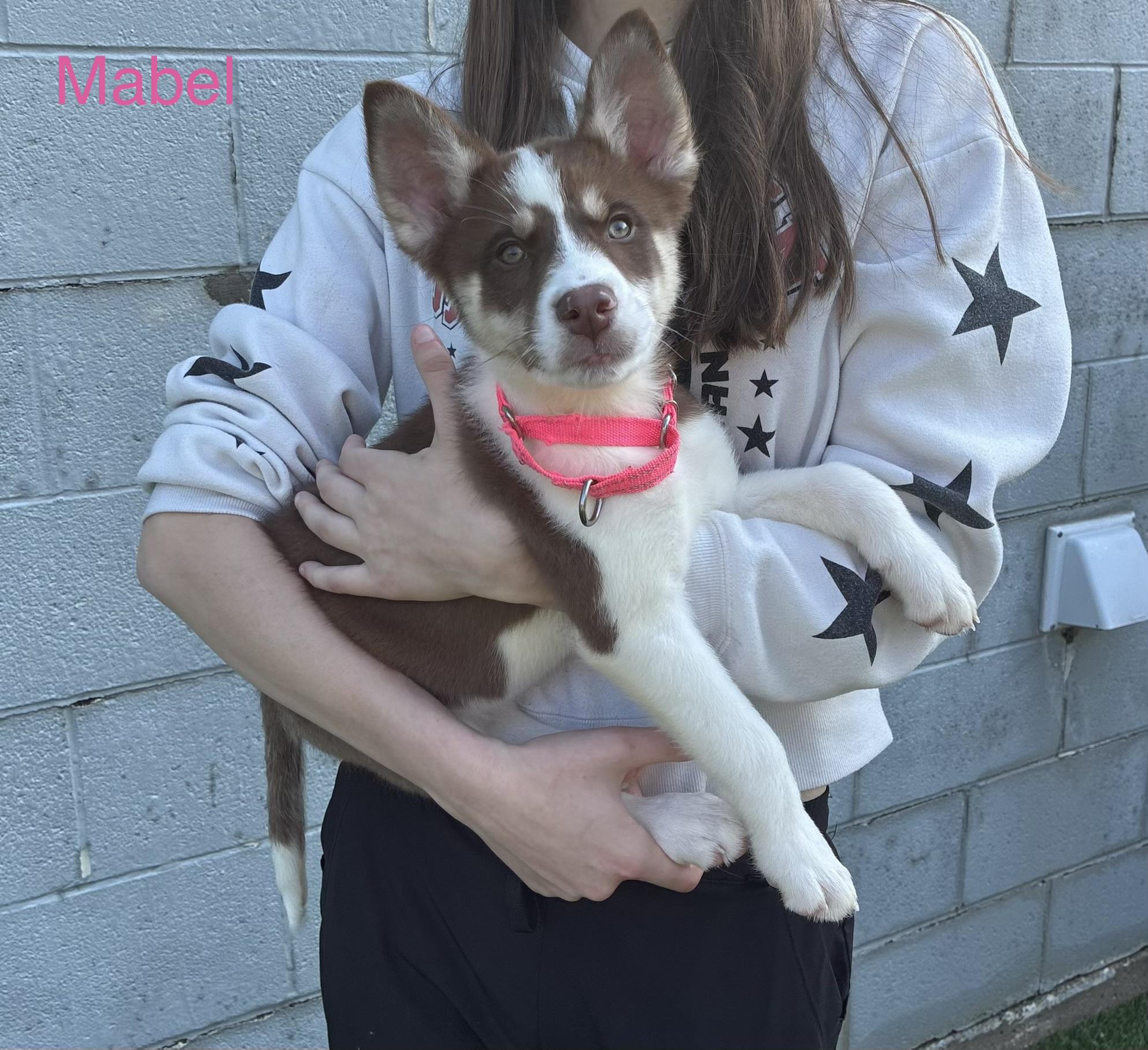 Mabel, Fitz, Edwin, ADOPTABLE, Puppy Male Husky & Australian Shepherd.
